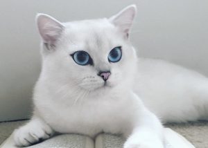 Список порід білих котів
