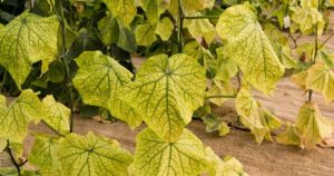 Чому жовтіє листя огірків у теплиці та що з цим робити