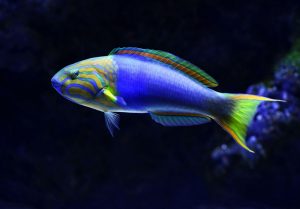 Як назвати рибку: 50 цікавих варіантів