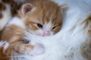 Чим годувати кошенят в перший тиждень життя