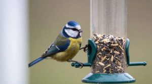 Годівнички для домашніх птахів: як забезпечити комфорт і безпеку