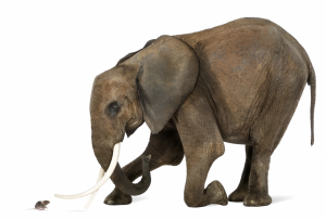 Слоны боятся мышей: миф или реальность?