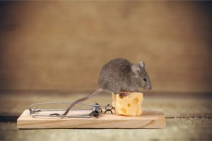 Чого бояться миші або як позбутися їх назавжди