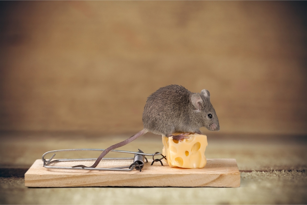 Чого бояться миші або як позбутися їх назавжди