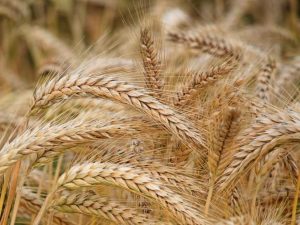 Скільки пшениці можна зібрати з 10 соток – розрахунок урожаю