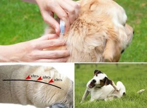 Как обезопасить вашего пса от блох и клещей