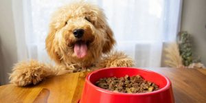 Корм для собак средних пород: важность баланса белков, жиров и углеводов