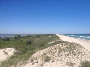 “Море пам’ятатиме цю війну століттями”: що відбувається з Чорним морем і чому гинуть дельфіни