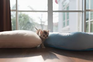 Новий улюбленець у домі: як підготуватися до появи кошеняти