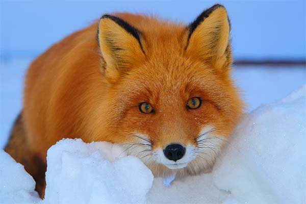 Следы лисы на снегу — как выглядят (ФОТО)