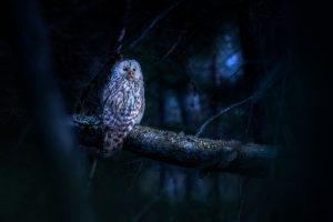 Что означает увидеть сову: народные приметы и значение оберегов