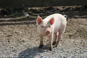 Скільки важить порося в 4 місяці: норми та вимірювання