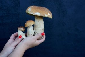 Как выращивать белые грибы из мицелия на участке и дома