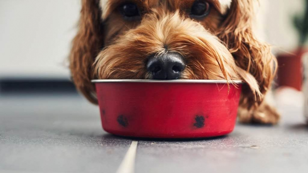 Порівняльний аналіз кормів Purina: який вибрати для вашої породи собак