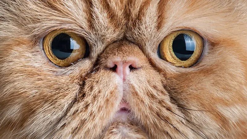 Скільки років живе Перська кішка