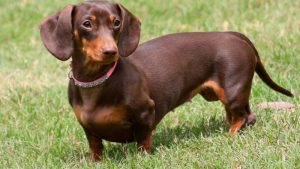 Як назвати собаку таксу: 50 варіантів кличок для хлопчика та дівчинки