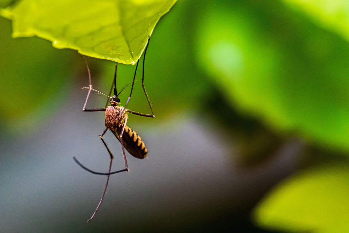 Как долго живет комар