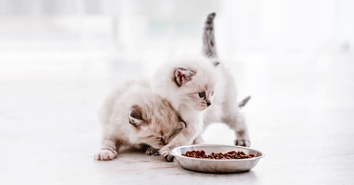 Как и чем кормить котят — от рождения и до 1 года