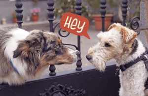 Як собаки спілкуються між собою